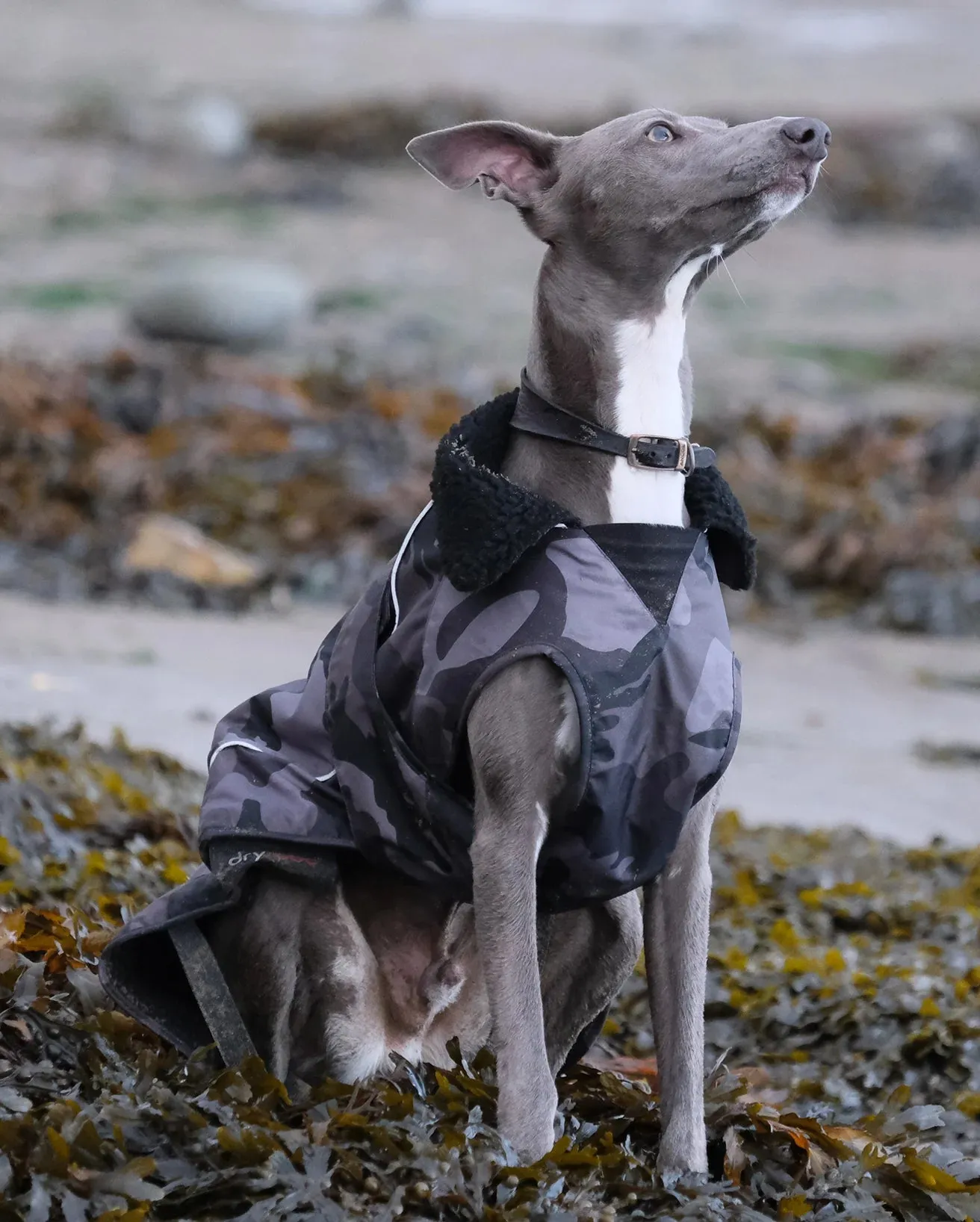 Dog Dryrobe in Camo & Black