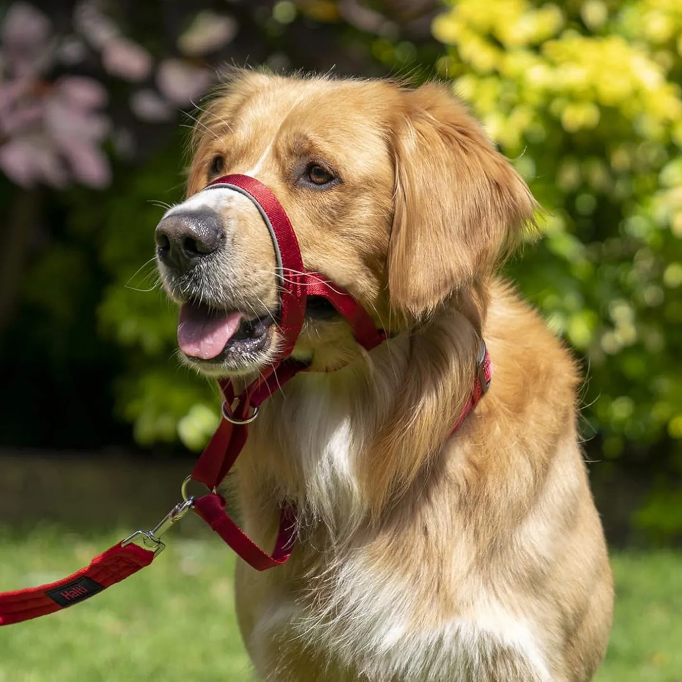 Halti Dog Headcollar - Red