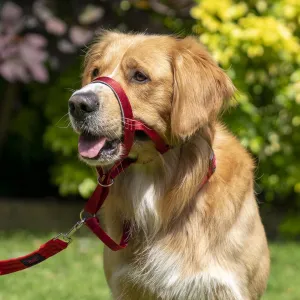 Halti Dog Headcollar - Red
