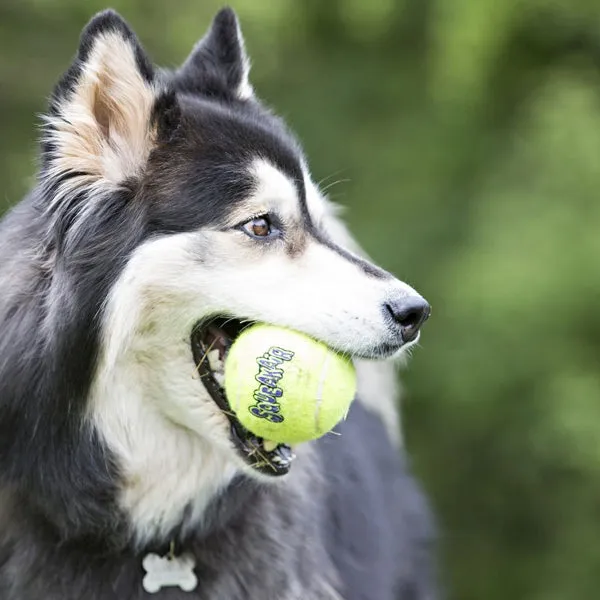 KONG AirDog Squeakair Ball  - Single