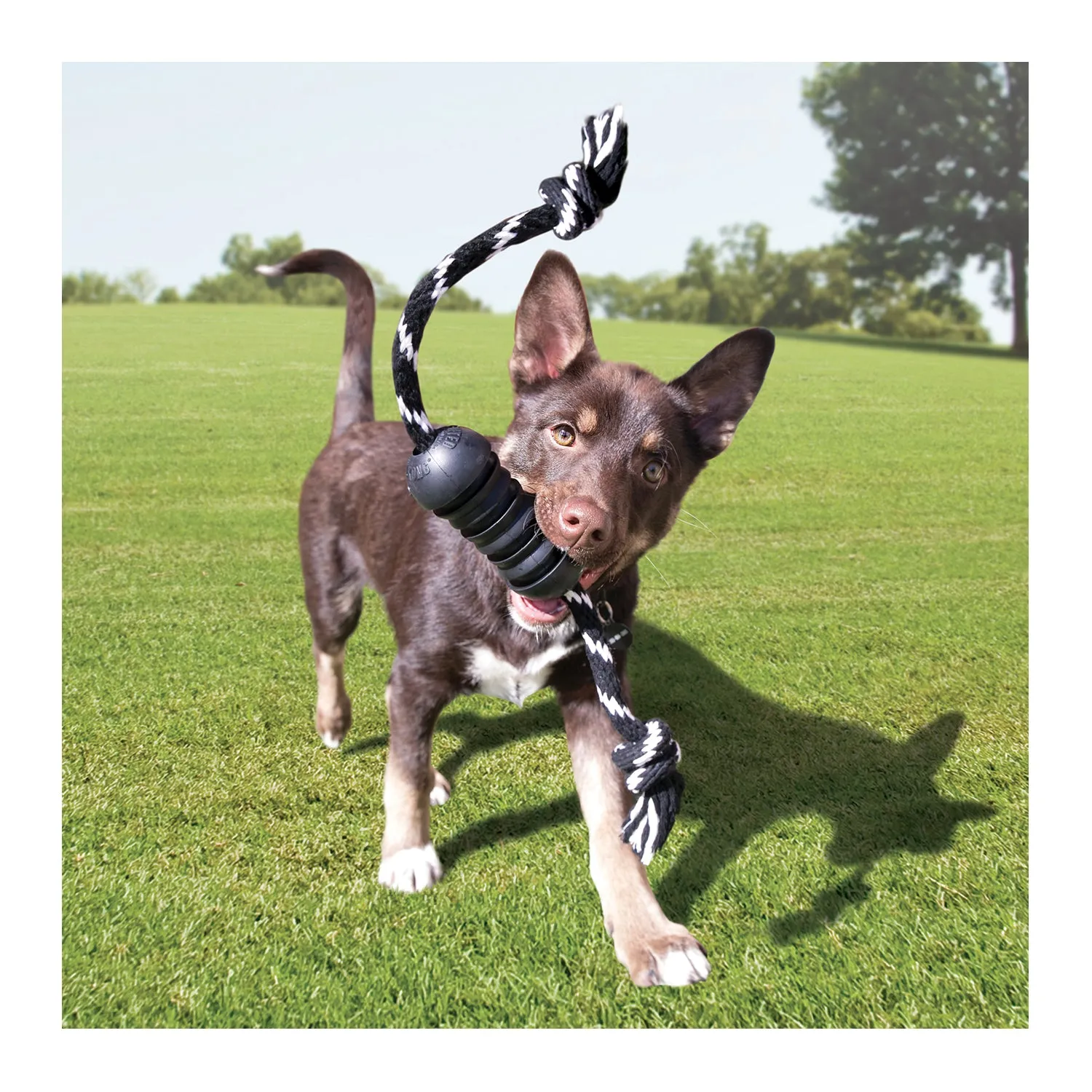 KONG Extreme Dental with Rope Dog Toy Medium