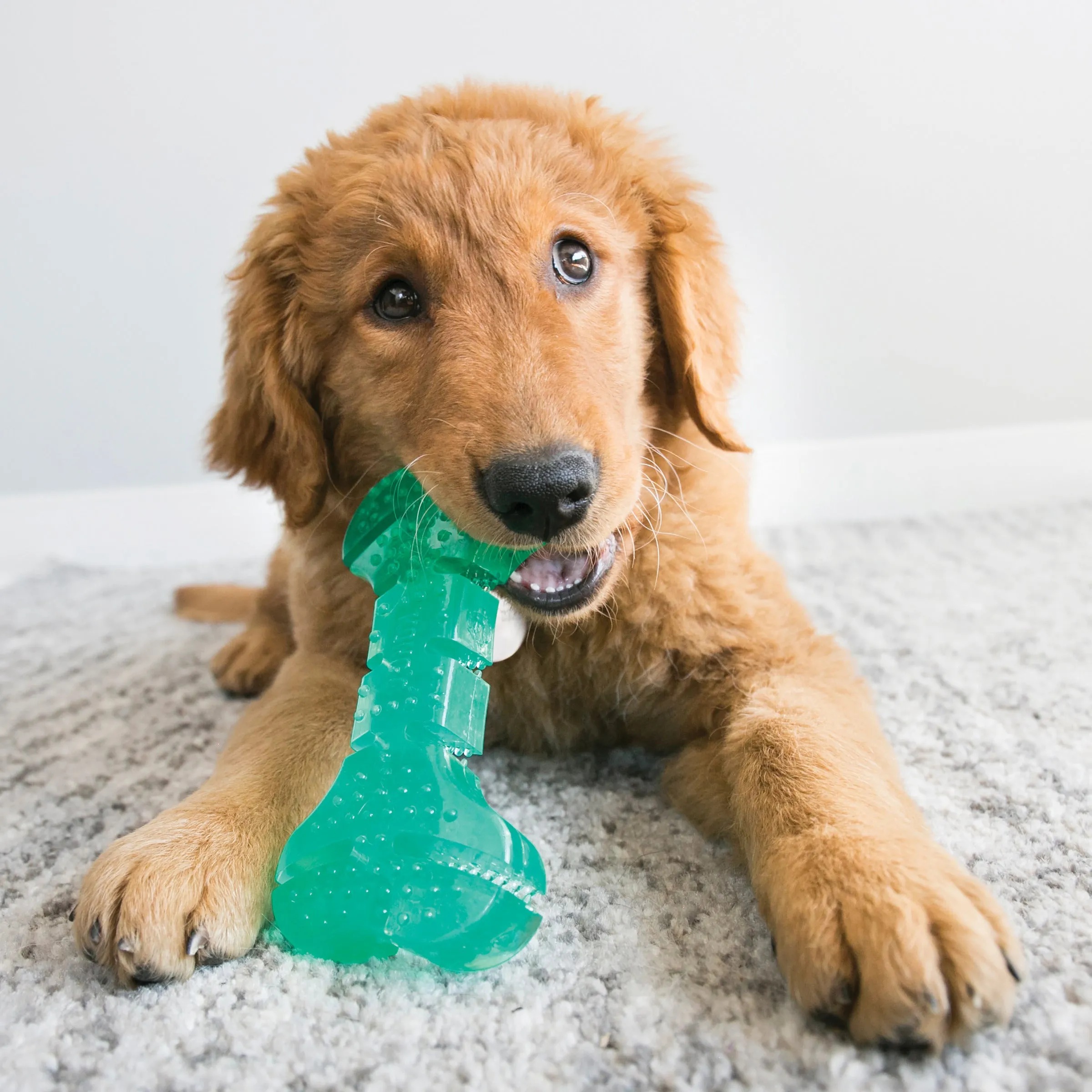Kong Squeezz Dental Stick, Dog Toy