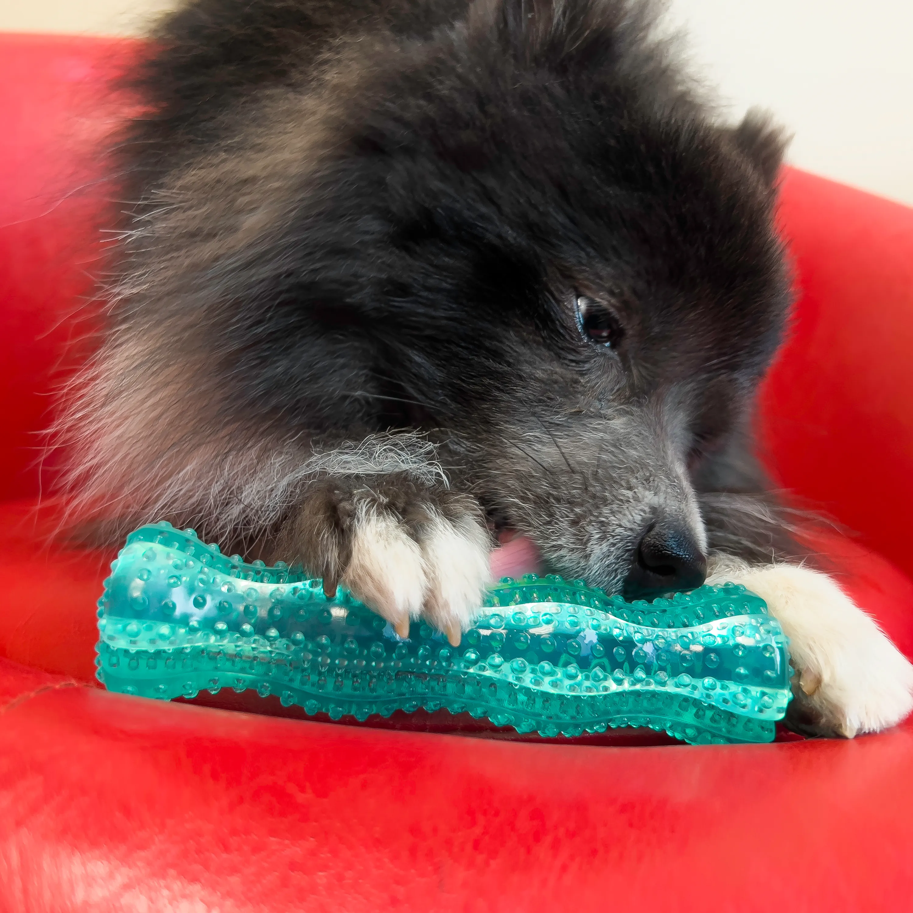Kong Squeezz Dental Stick, Dog Toy